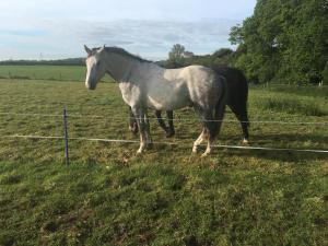 Riseholme Gorse, Hall Lane, Lincoln LN2 2LY, England.