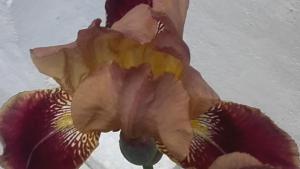 B&B / Chambres d'hotes O Anges : photos des chambres