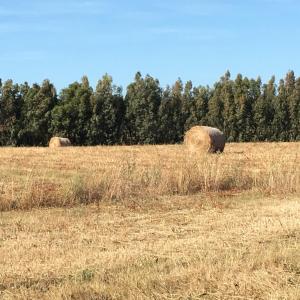 Villa Arzilla Sardegna img46