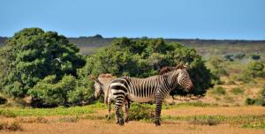 De Hoop Collection Suites