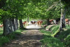 B&B / Chambres d'hotes Chateau Le Tour - Chambres d'Hotes : photos des chambres