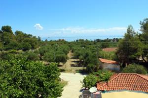 Zante Yliessa Zakynthos Greece