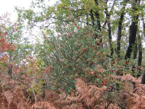 B&B / Chambres d'hotes La Halte de Segondignac : photos des chambres