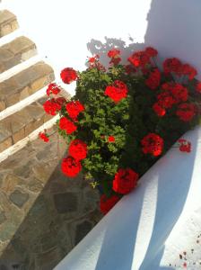 Galini Bungalows Tinos Greece