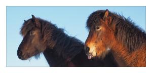 Álftröð Guesthouse
