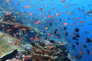 Garuda Dive & Accomodation Nusa Penida