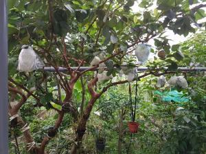 Ganoun Homestay, Проживание в семье - Meinong