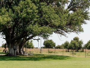 Buffalo Thorn Tree Lodge
