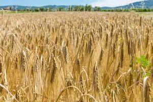 Agriturismo Case Nuove - Castellina Marittima