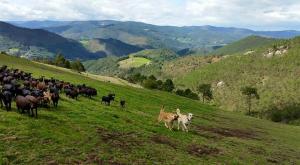 Accommodation in Principado de Asturias