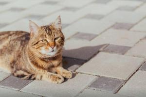 Apartments Dalmacija Tučepi