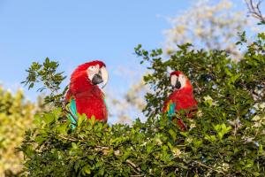 Hotel Parque Das Primaveras