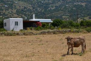 Villa Pergola Andros Andros Greece