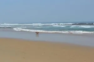 Cosy Cottage - 塞吉菲尔德 Cosy Cottage - 塞吉菲尔德