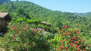 les chalets et gite du haut taravo : photos des chambres