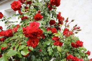 Ferienwohnung Huus ton witten Barg