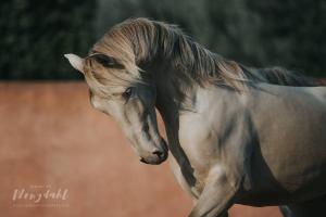 B&B / Chambres d'hotes Mas d'Auzieres : photos des chambres