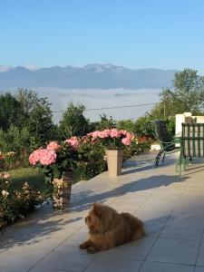 B&B / Chambres d'hotes Beth Soureilh Adults Only : photos des chambres