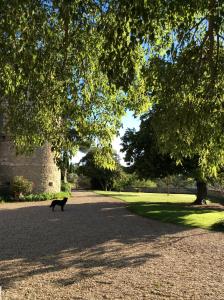 B&B / Chambres d'hotes Chateau de Rousson : photos des chambres