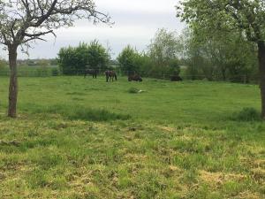 Les Hirondelles photo 9