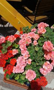 Ferienwohnung Mülli