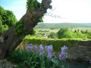 Maisons de vacances Le Clos Olives : photos des chambres