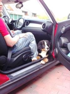 Haus-Meisennest-Wohnung-Amsel