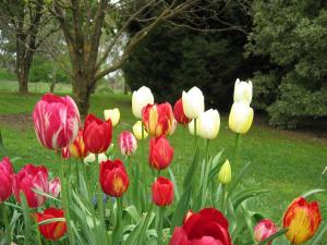 Clifton Gardens Bed & Breakfast - Orange