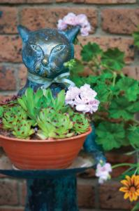 Clifton Gardens Bed & Breakfast - Orange