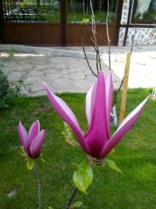 Хотел Свети Трифон