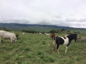 Appartements Le Jardin de Font Romeu : photos des chambres