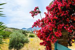 Villa Pergola Andros Andros Greece