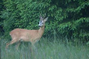 Rodinný penzion Ždiaran
