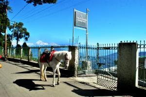 Central Gleneagles Heritage Resort Former Bungalow of Ex-TATA Chairman Russi Mody The Mall Road Darjeeling
