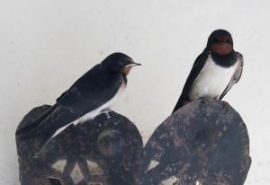 B&B / Chambres d'hotes Mas d'Auzieres : photos des chambres