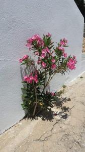 Artemis Rooms Folegandros Greece