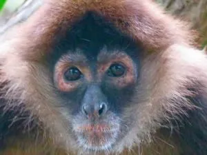 La Palapa Hut Nature Hostel - Rincón