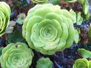 B&B / Chambres d'hotes B&B Le Niaouli : photos des chambres