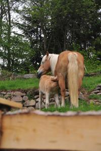 Double Room (1 Adult + 1 Child)