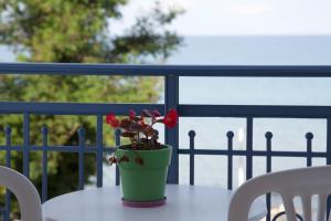 Arion Hotel Thassos Greece