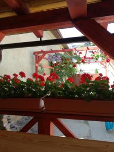 Apartament Roza