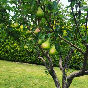 Karystos Mare Apartments