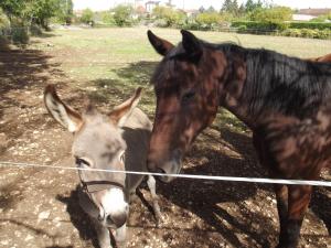 B&B / Chambres d'hotes Le Vinagrou : photos des chambres