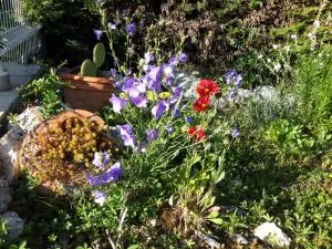 Camamelu - Labastide-Dénat