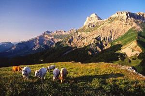 Appartements ANCOLIE 23 Les Chalets de Super D : photos des chambres