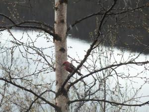 Bed & Breakfast Pohjan Tuli