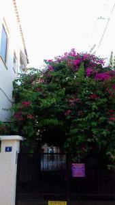 Aeginas Flowers house