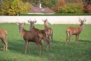 B&B / Chambres d'hotes La Ferme aux Biches : photos des chambres