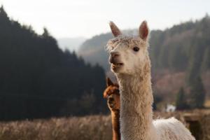 Pensión Kräuterbaude Saupsdorf Alemania