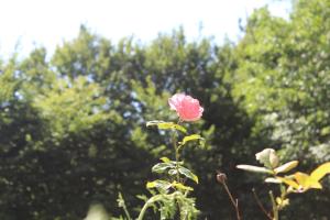 Gîte 3 du Château de Feschaux